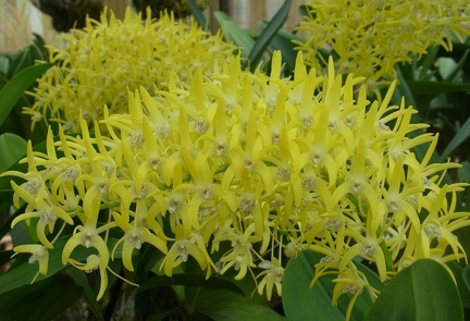 Den. speciosum var. grandiflorum ‘Beranghi Gold’ x Den. speciosum var. speciosum ‘Windermere’