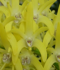 Den. speciosum var. grandiflorum ‘Beranghi Gold’ x Den. speciosum var. speciosum ‘Windermere’