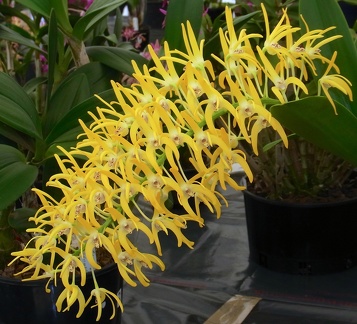 Den. speciosum var. grandiflorum ‘Creek Aureum' x ‘Beranghi Gold’