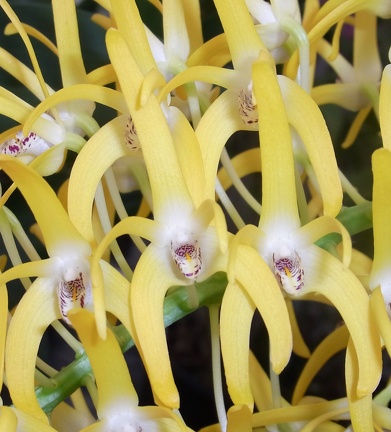 Den. speciosum var. grandiflorum ‘Creek Aureum' x ‘Beranghi Gold’