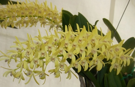 Den. speciosum var. pedunculatum (A x B) ‘Red Factor’ x Den. speciosum var. curvicaule ‘Blew Moon’