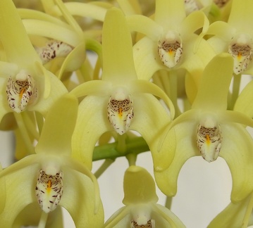 Den. speciosum var. pedunculatum (A x B) ‘Red Factor’ x Den. speciosum var. curvicaule ‘Blew Moon’