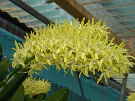 Den. speciosum var. pedunculatum (A x B) ‘Red Factor’ x Den. speciosum var. speciosum 'Red Spot'