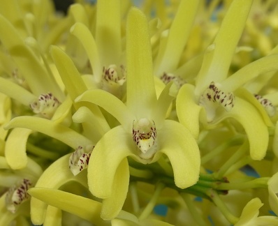 Den. speciosum var. pedunculatum (A x B) ‘Red Factor’ x Den. speciosum var. speciosum 'Red Spot' 