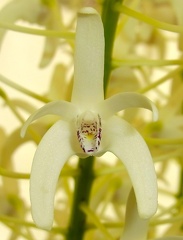 Den. speciosum var. speciosum ‘National White’ x Den. speciosum var. speciosum 'Georges River Special'