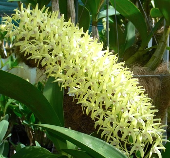 Den. speciosum var. speciosum ‘National White’ x speciosum var. curvicaule ‘Daylight Moon’