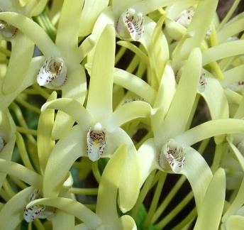 Den. speciosum var. speciosum ‘National White’ x speciosum var. curvicaule ‘Daylight Moon’