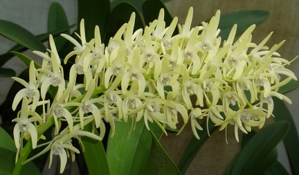 Den. speciosum var. speciosum ‘National White’ x speciosum var. curvicaule ‘Daylight Moon’