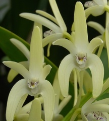 Den. speciosum var. speciosum ‘National White’ x speciosum var. curvicaule ‘Daylight Moon’