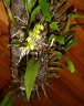 Den. monophyllum