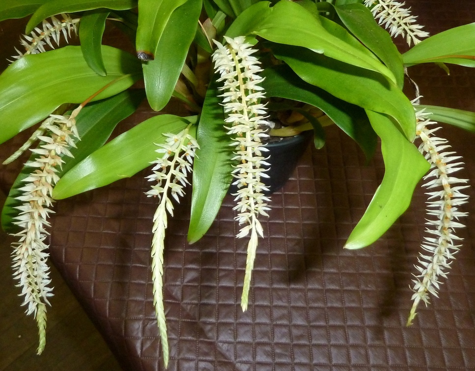 Dendrochilum glumaceum