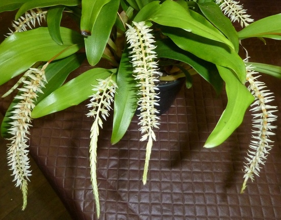 Dendrochilum glumaceum