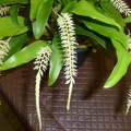 Dendrochilum glumaceum