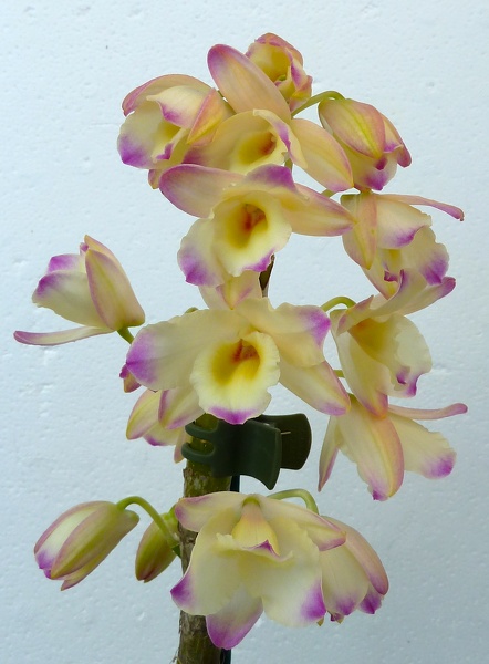 Den. Yellow Ribbon x (Den. Papiyon x Den. Momozono)