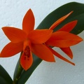 C. aurantiaca "Orange" x C. aurantiaca "Key West"