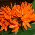 Gur. aurantiaca