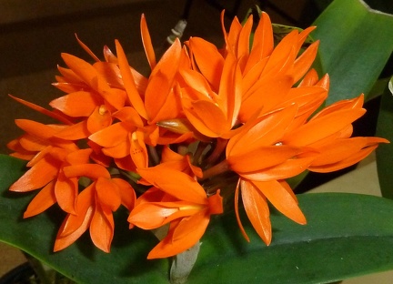 Gur. aurantiaca