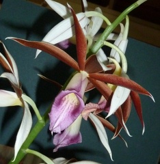 Phaius. tankervilleae f. alba