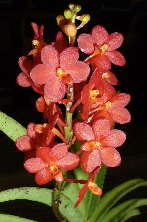 Ascda. Yip Sum Wah x Asctm. Sagarik Gold