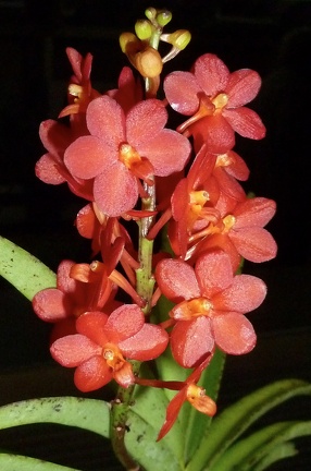 Ascda. Yip Sum Wah x Asctm. Sagarik Gold