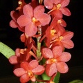 Ascda. Yip Sum Wah x Asctm. Sagarik Gold