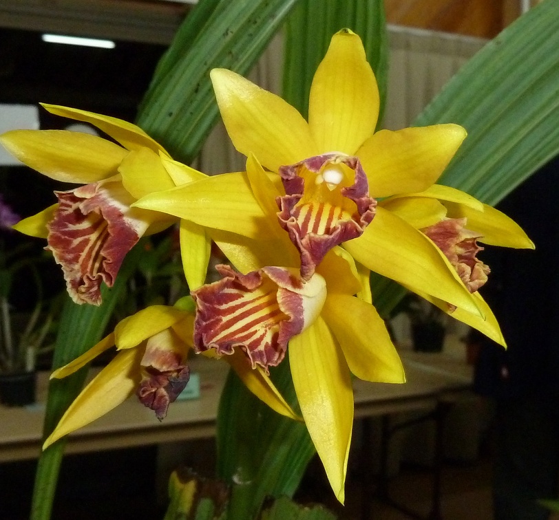 Phaius. Maculato-Grandifolius