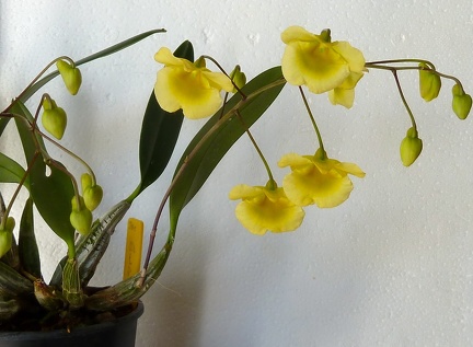 Den. lindleyi