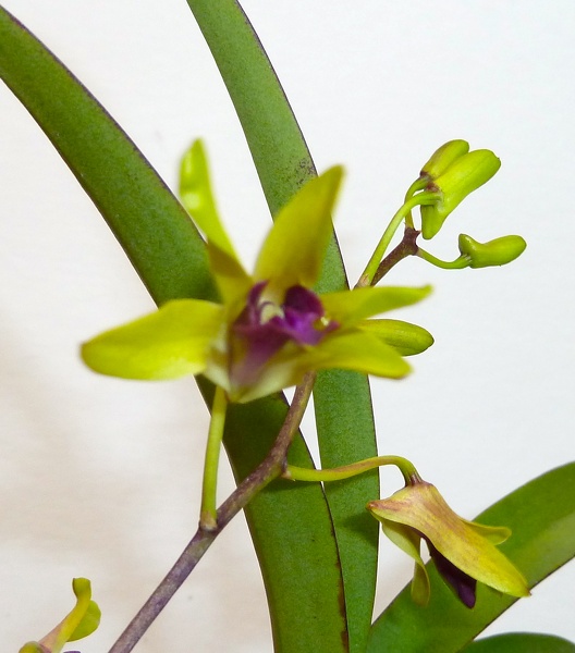 Den. Maile x Den. canaliculatum