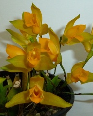 Lyc. aromatica