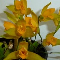 Lyc. aromatica