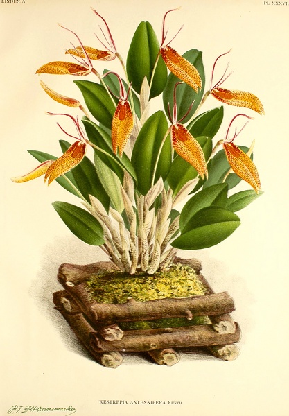 Restrepia_antennifera_plate.jpg