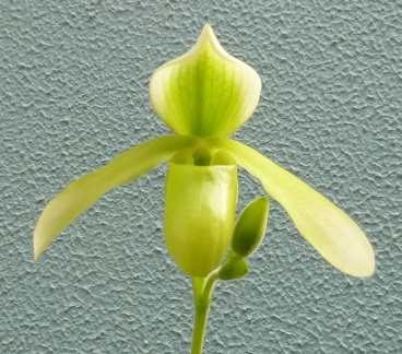 Paph. Henrietta Fujiwara