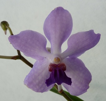 (Holc. kimballianum x V. Manuvadee)