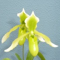 Paph. Henrietta Fujiwara