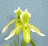 Paph. Henrietta Fujiwara