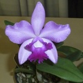 Lana Coryell "Cheryl" x Caudebec "Carmella"