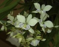 fragrans