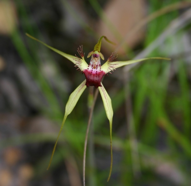 Caladenia brownii Karri Spider Orchid Campground Fernhook Falls Mount Frankland NP IMG_0243.JPG