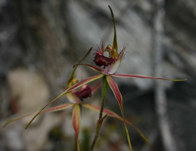 Caladenia brownii.JPG