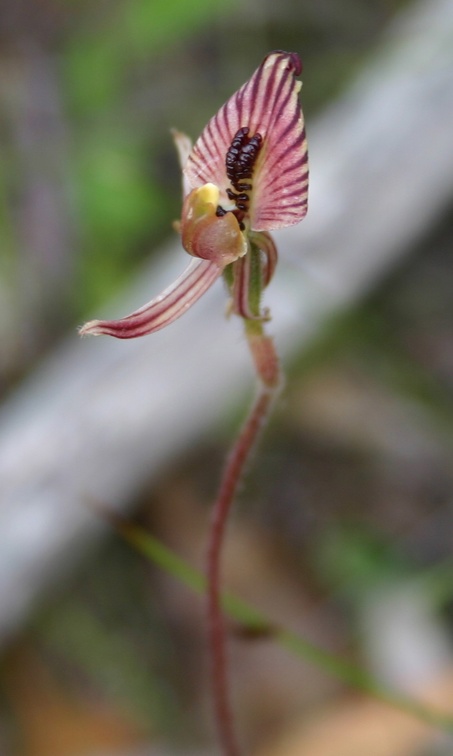 cairnsiana (Zebra Orchid)
