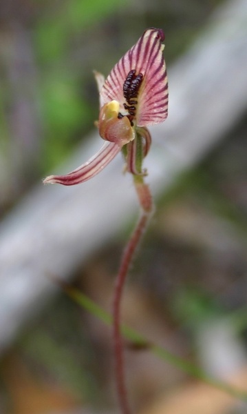 Caladenia cairnsiana Zebra Orchid IMG_8796.JPG