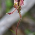 cairnsiana (Zebra Orchid)