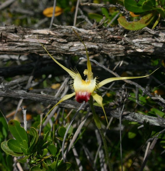 Caladenia infundibularis Funnel-web Spider Orchid Hardy Inlet Yacht Club Augusta IMG_1810.JPG