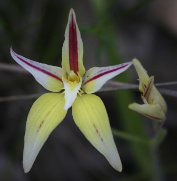 Caladenia flava subsp. sylvestris Karri Cowslip Orchid Fernhook Falls Mount Frankland NP IMG_0262.JPG