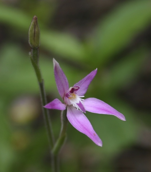 Caladenia latifolia Pink Fairies Big Tree Grove Great Forest Trees Drive Shannon NP IMG_0704.JPG