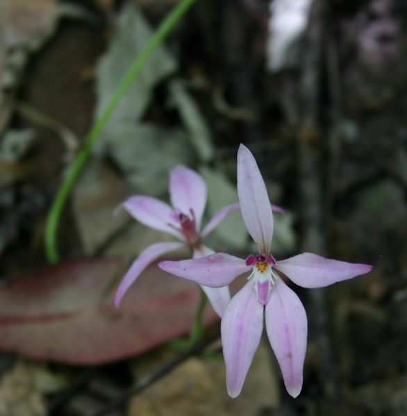 Caladenia latifolia Pink Fairies Karri Trees Karri Ridge Trail Warren NP Pemberton IMG_1142.JPG