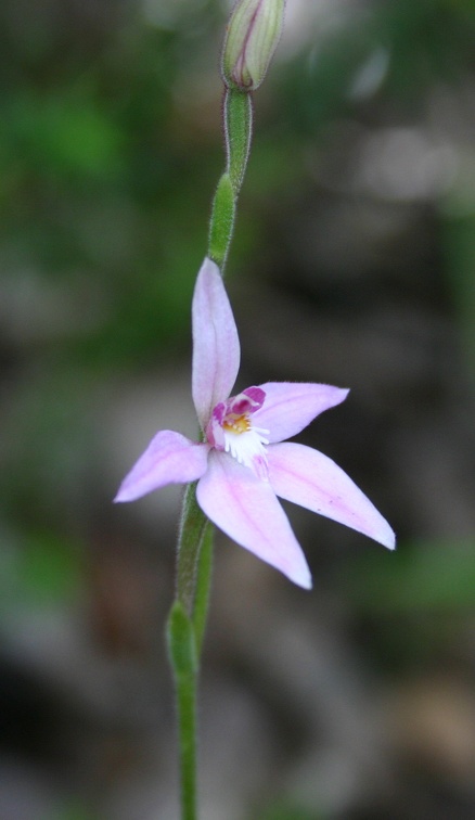 latifolia "Pink Fairies"