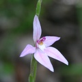 latifolia "Pink Fairies"