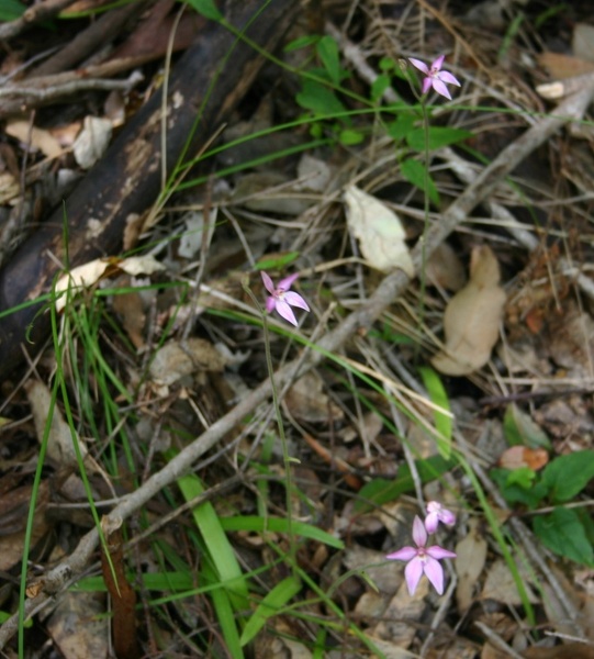 Caladenia latifolia Pink Fairies Loop Walk Mount Frankland Mount Frankland NP IMG_0197.JPG