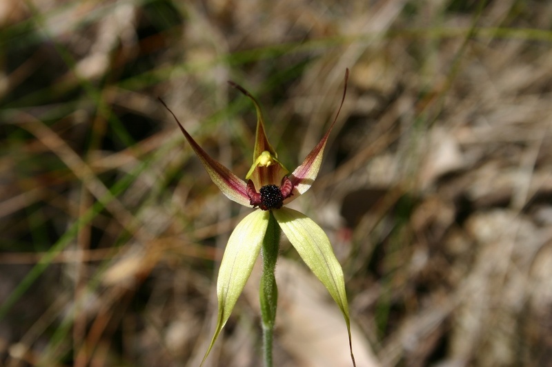 Caladenia macrostylis Leaping Spider Orchid Cascades Pemberton IMG_1180.JPG